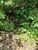 Terreno, 1 hectares - Foto 4