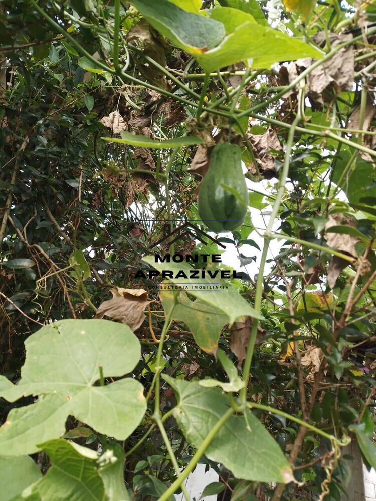 Chácara, 3 quartos, 800 m² - Foto 6