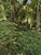 Terreno, 2000 m² - Foto 3