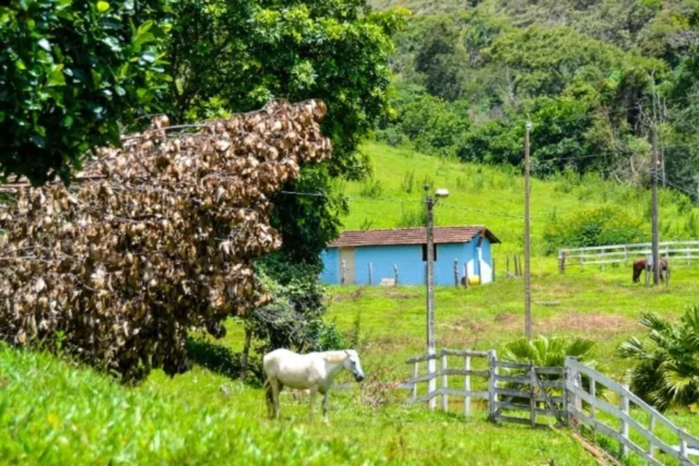 Fazenda, 7 quartos - Foto 12