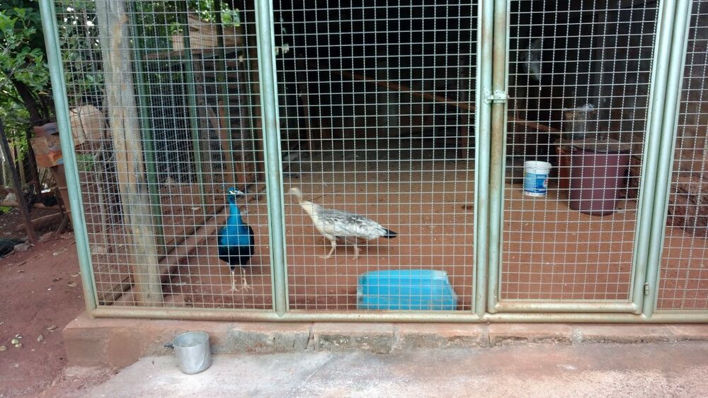 Chácara, 3 quartos - Foto 8