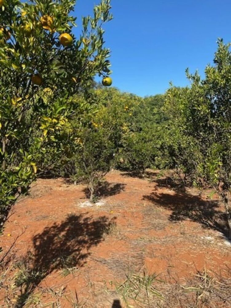 Sítio, 2 quartos, 100 m² - Foto 6