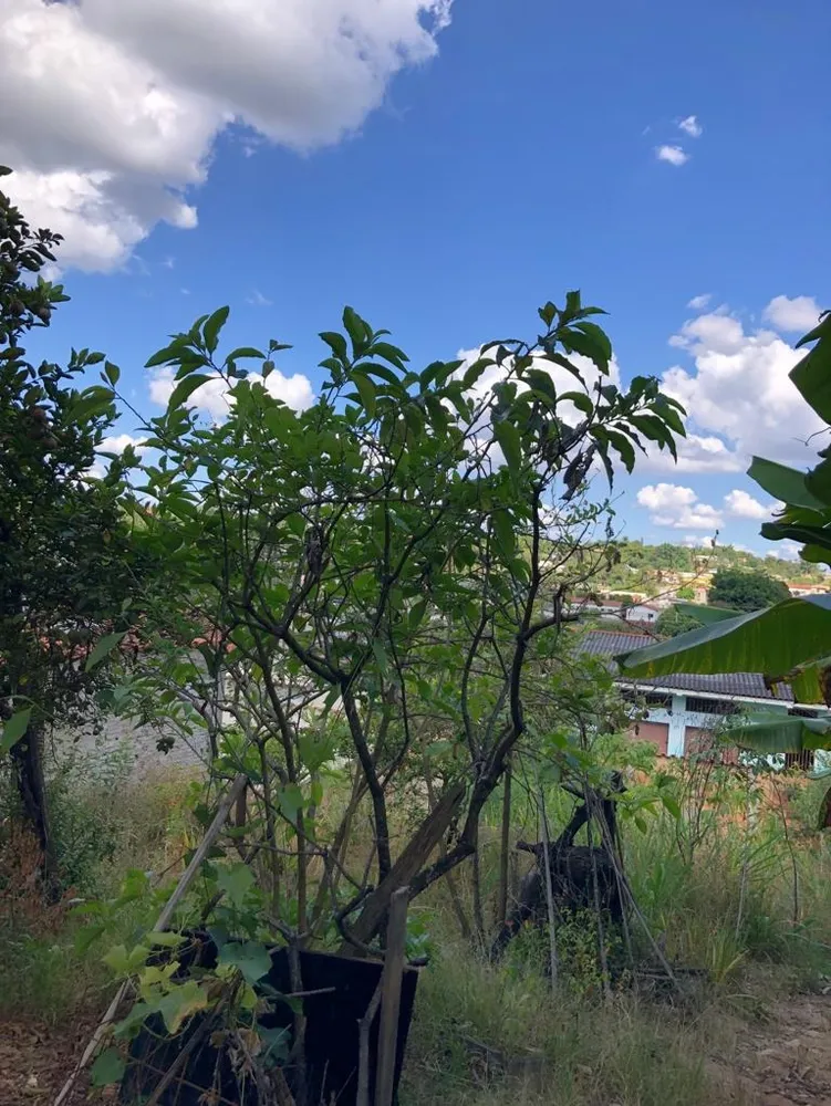 Terreno, 360 m² - Foto 5