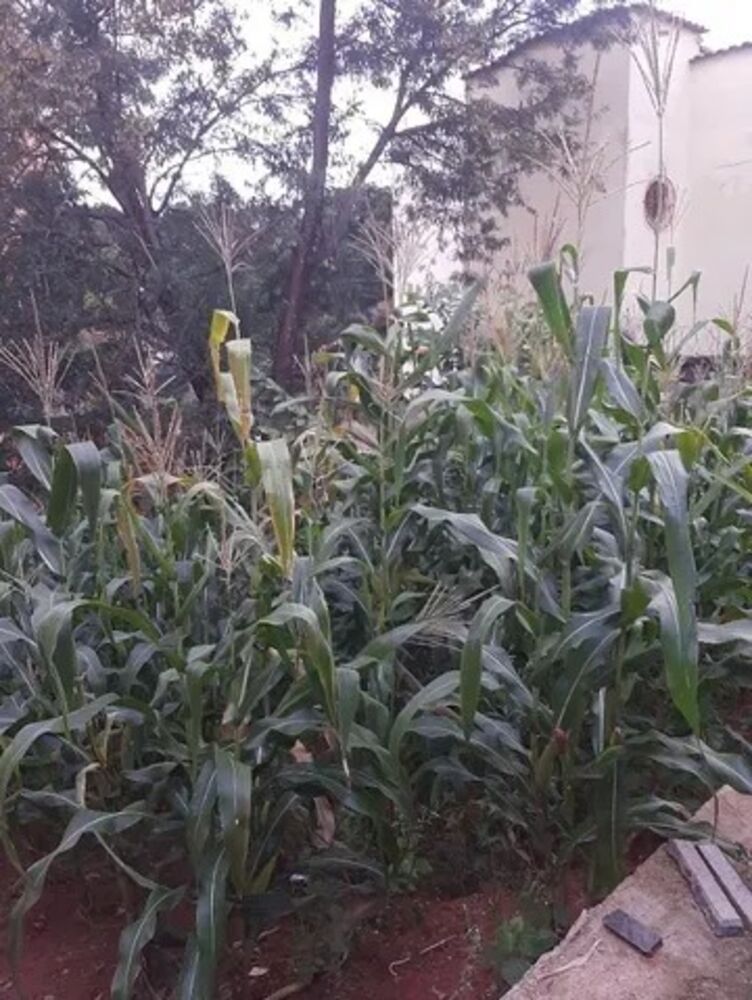Terreno, 330 m² - Foto 3