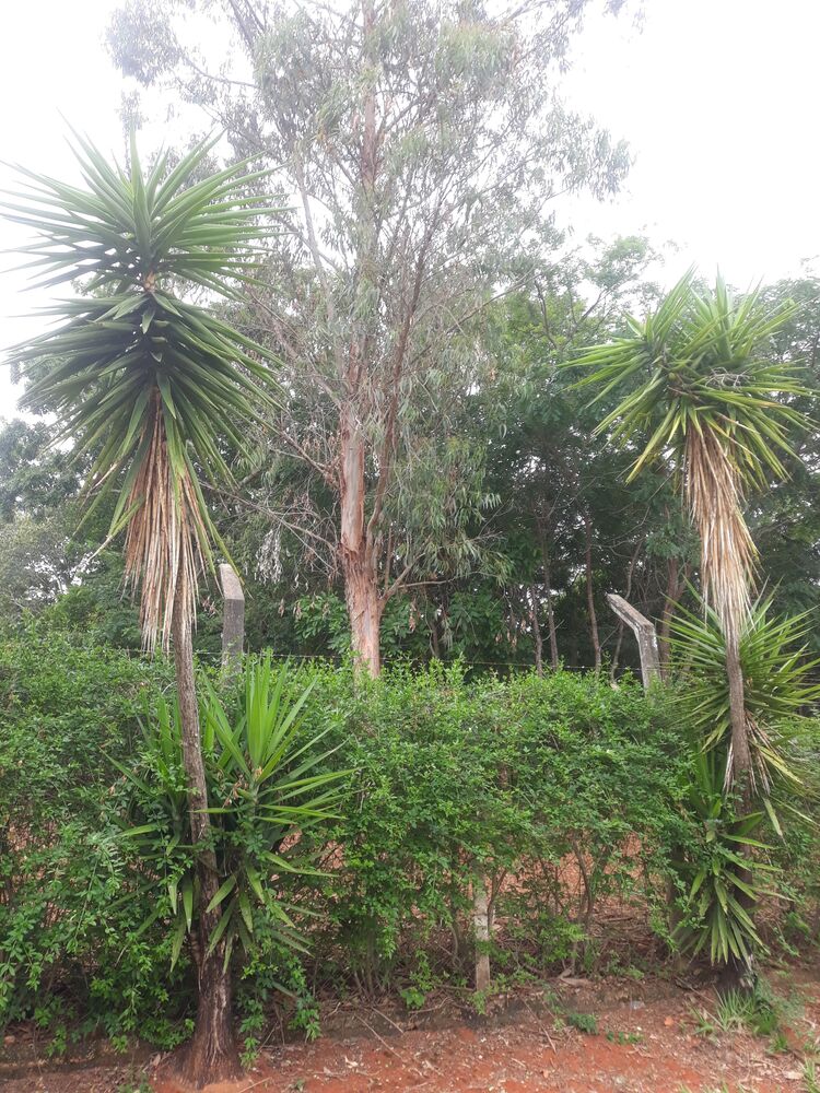 Terreno, 2000 m² - Foto 6