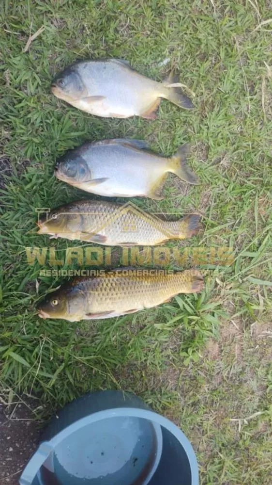 Sítio, 4 hectares - Foto 8