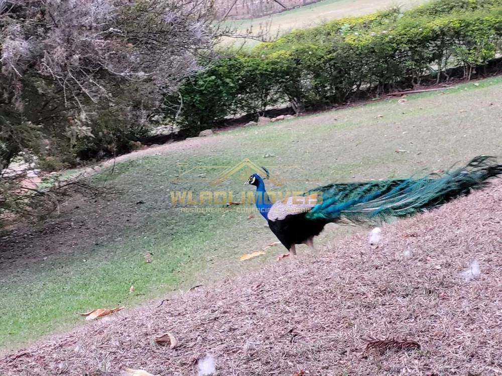 Sítio, 4 hectares - Foto 11