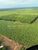 Fazenda-Sítio-Chácara, 3500 m² - Foto 2