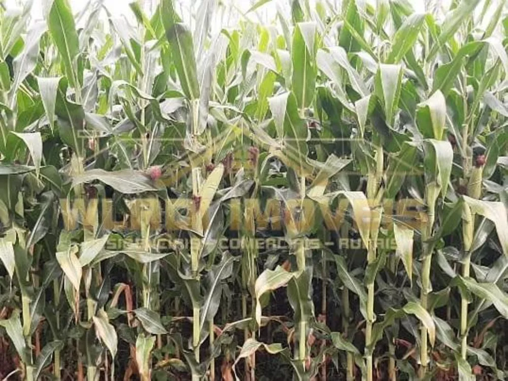 Fazenda, 319 m² - Foto 9