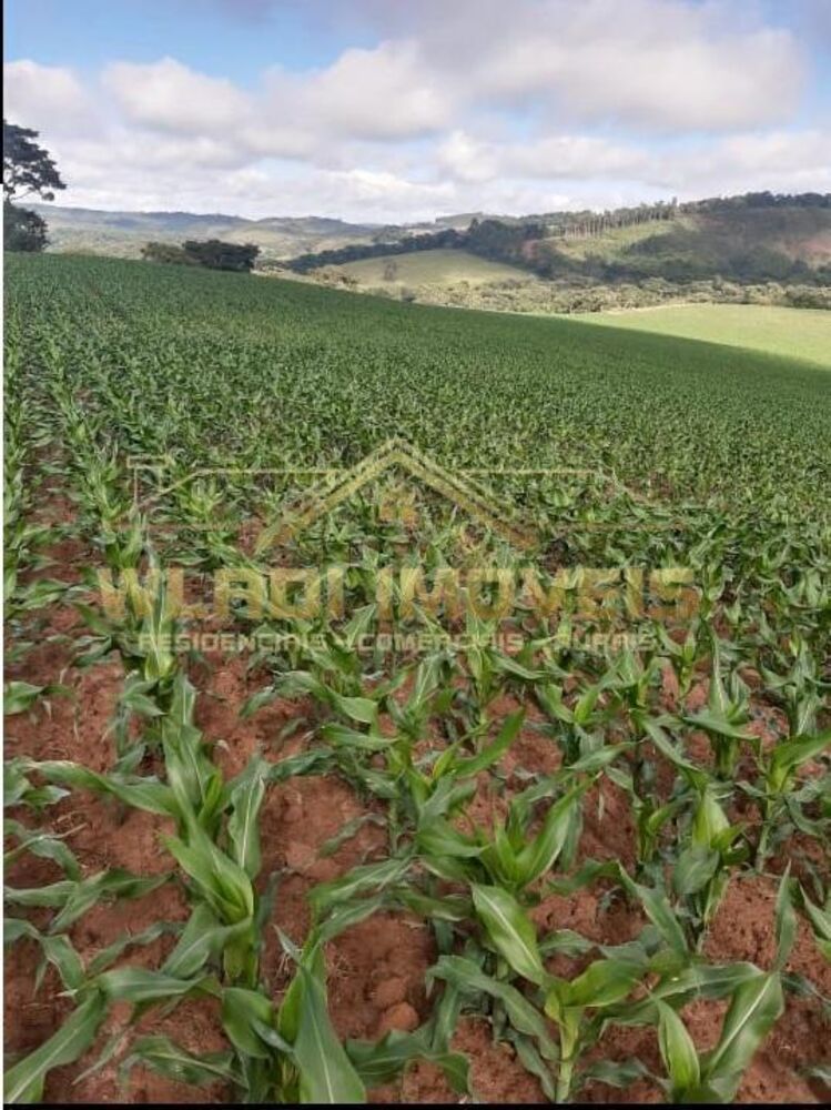 Fazenda, 319 m² - Foto 10