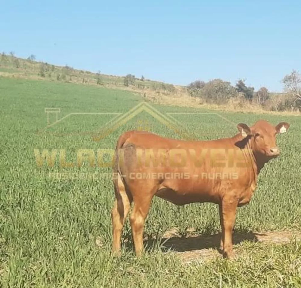 Fazenda, 319 m² - Foto 3