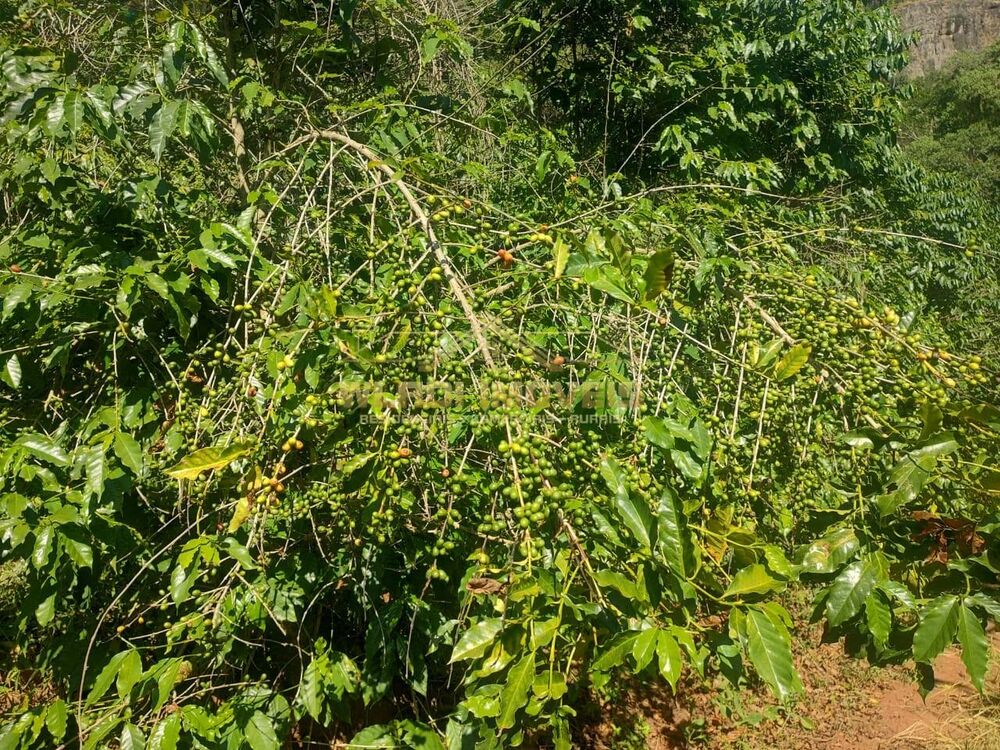 Sítio, 21 m² - Foto 6