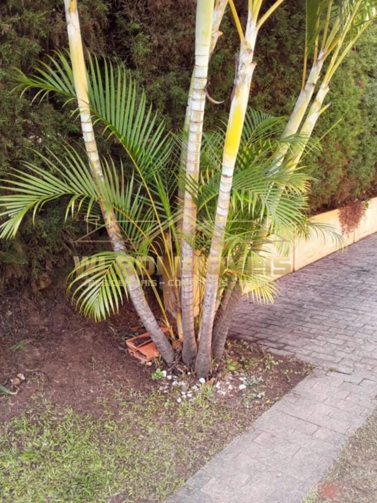 Chácara à venda com 4 quartos, 2000m² - Foto 4