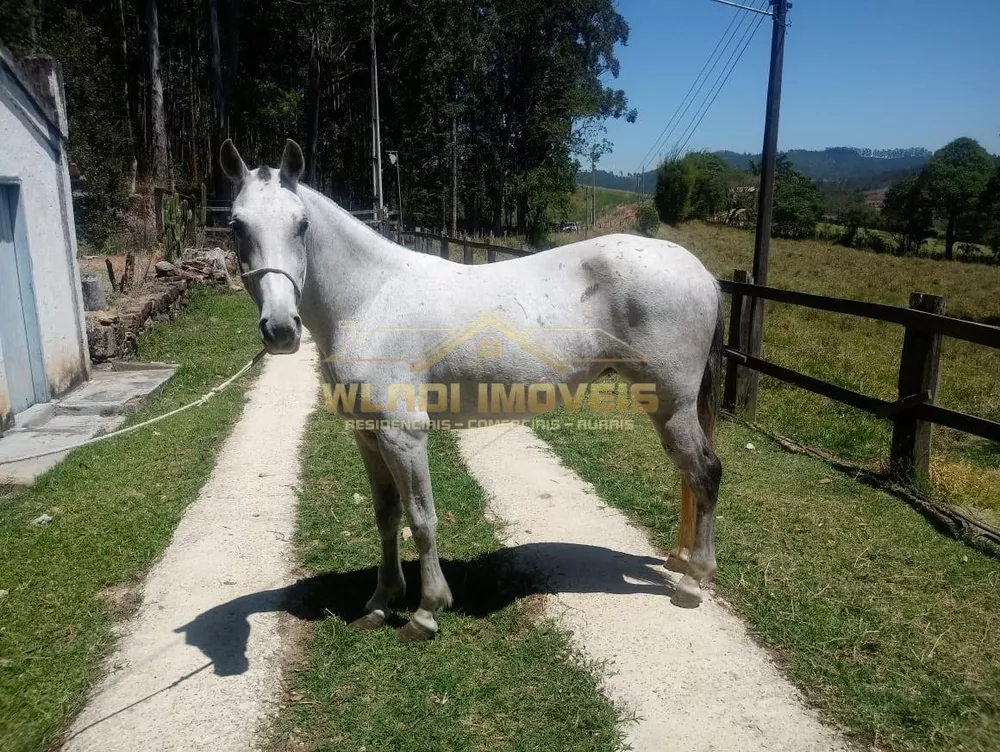 Sítio, 3 hectares - Foto 8