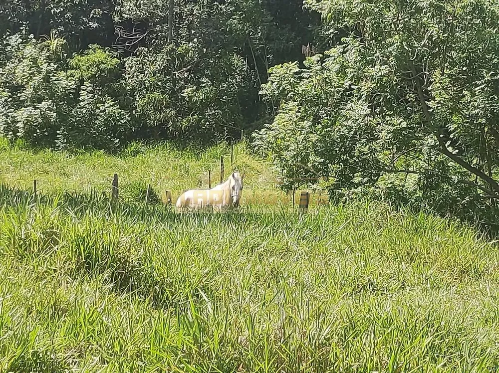 Sítio, 3 hectares - Foto 4