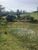 Sítio, 8 hectares - Foto 9