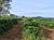 Fazenda, 300 m² - Foto 2
