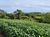 Fazenda-Sítio-Chácara, 300 m² - Foto 1