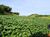 Fazenda-Sítio-Chácara, 300 m² - Foto 3