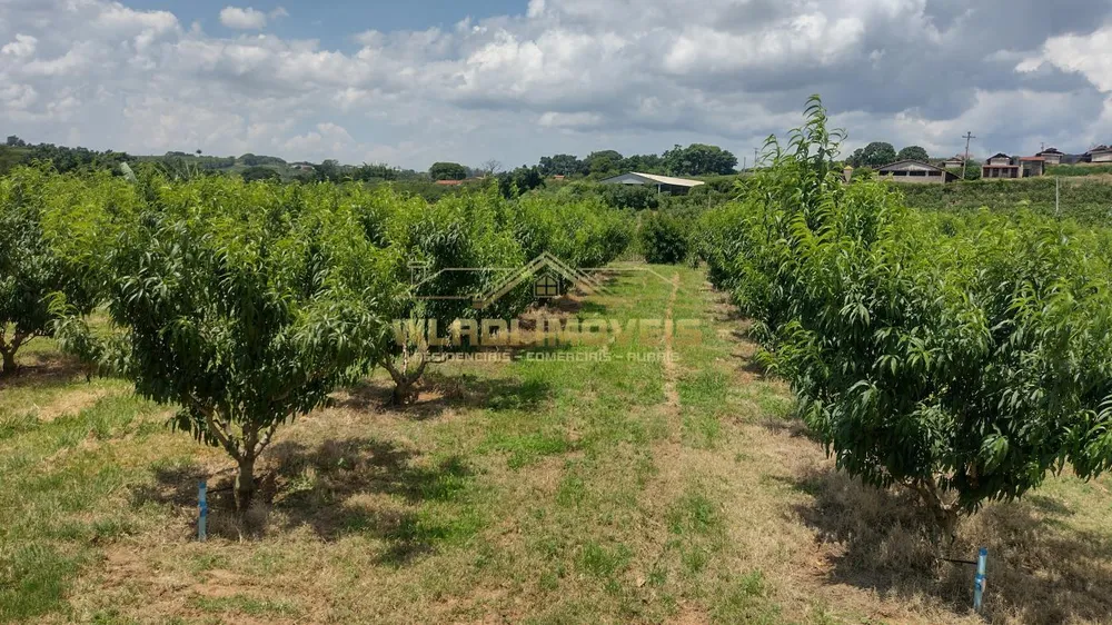 Sítio, 5 hectares - Foto 19