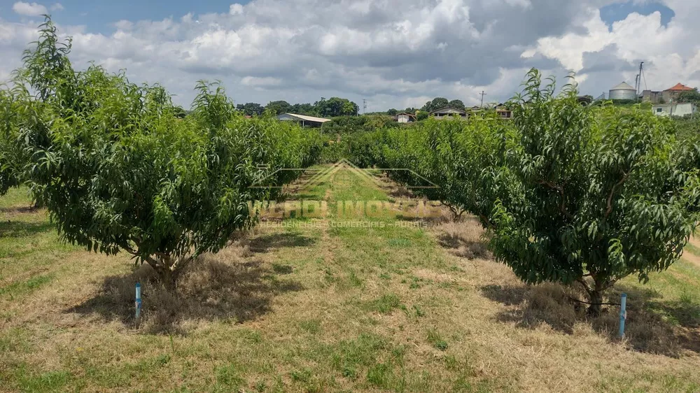 Sítio, 5 hectares - Foto 6