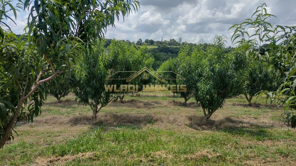 Sítio, 5 hectares - Foto 4