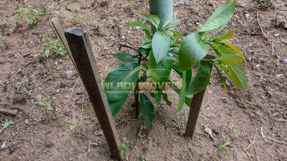 Sítio, 5 hectares - Foto 24