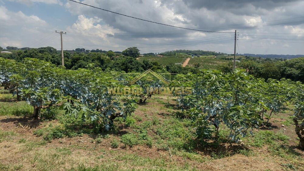 Sítio, 5 hectares - Foto 9