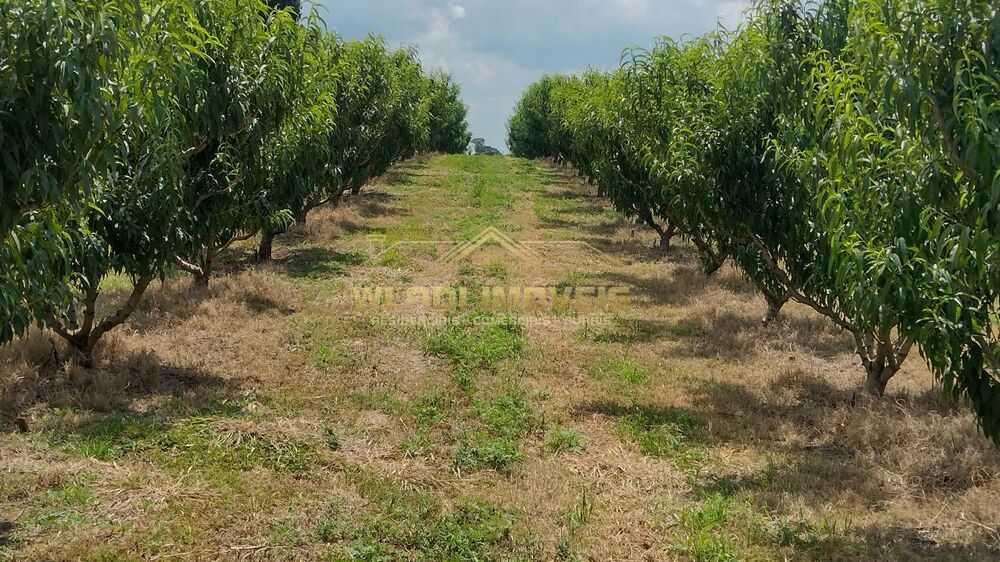 Sítio, 5 hectares - Foto 21