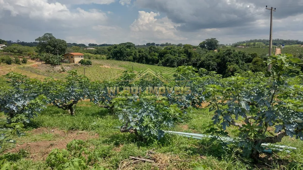 Sítio, 5 hectares - Foto 17