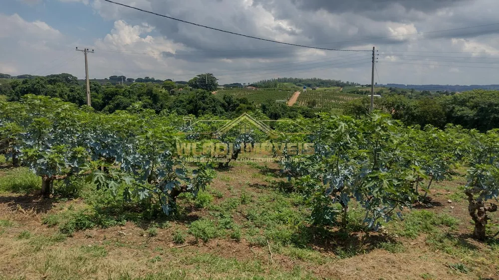 Sítio, 5 hectares - Foto 8