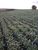 Fazenda-Sítio-Chácara, 1280 m² - Foto 2