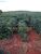 Fazenda-Sítio-Chácara, 1280 m² - Foto 7