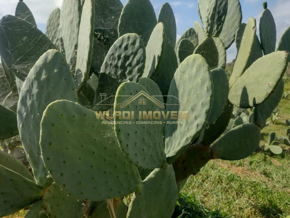 Sítio, 5 m² - Foto 7