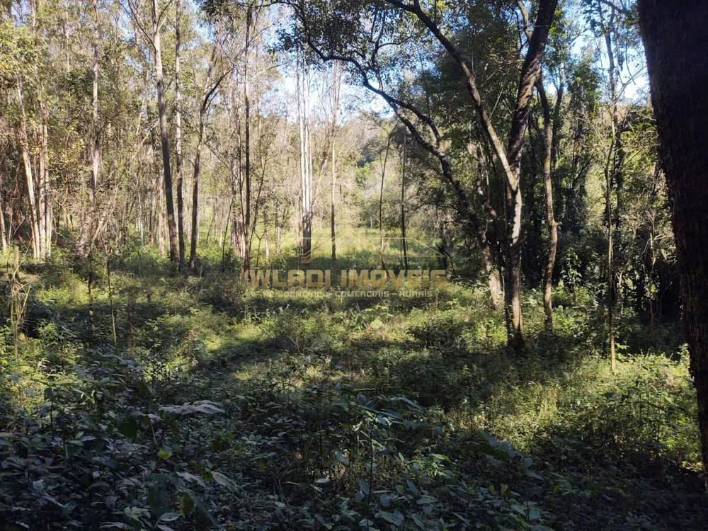 Sítio, 4 hectares - Foto 18