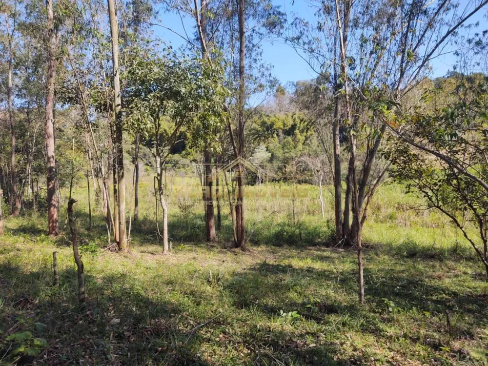 Sítio, 4 hectares - Foto 11