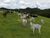 Fazenda-Sítio-Chácara, 949 m² - Foto 2