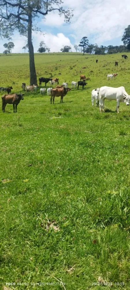 Fazenda, 72 m² - Foto 8