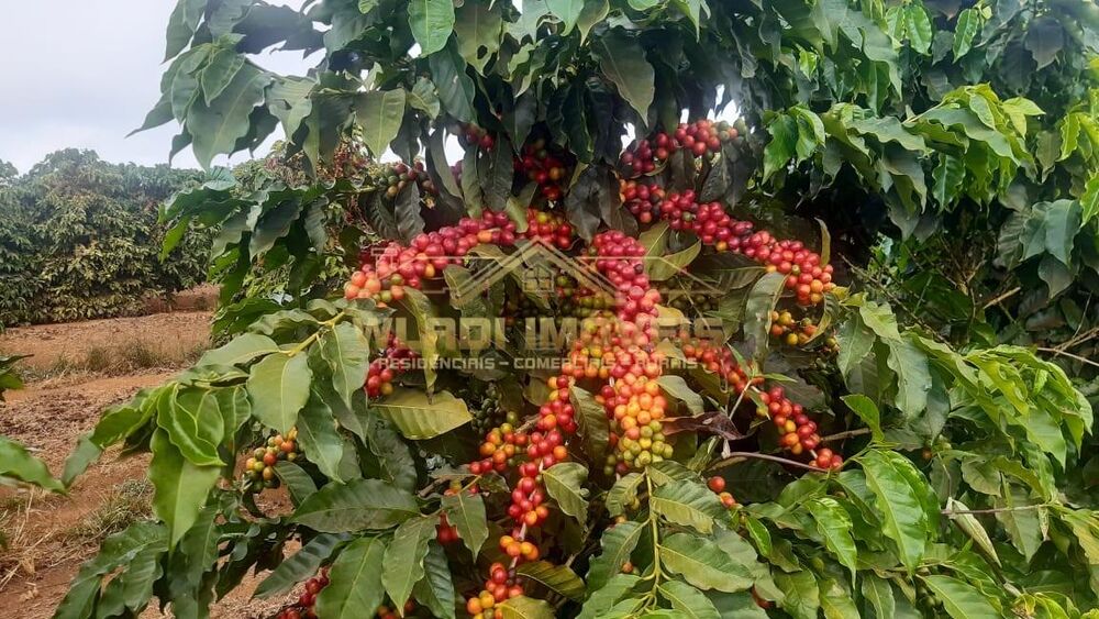 Fazenda à venda, 100m² - Foto 1