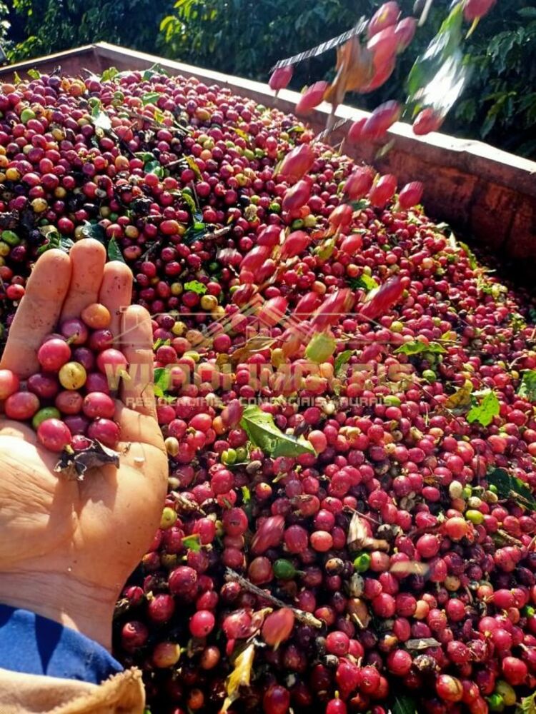 Fazenda à venda, 100m² - Foto 2
