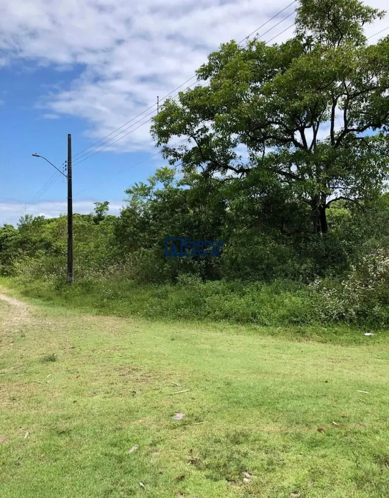 Fazenda, 81 hectares - Foto 8