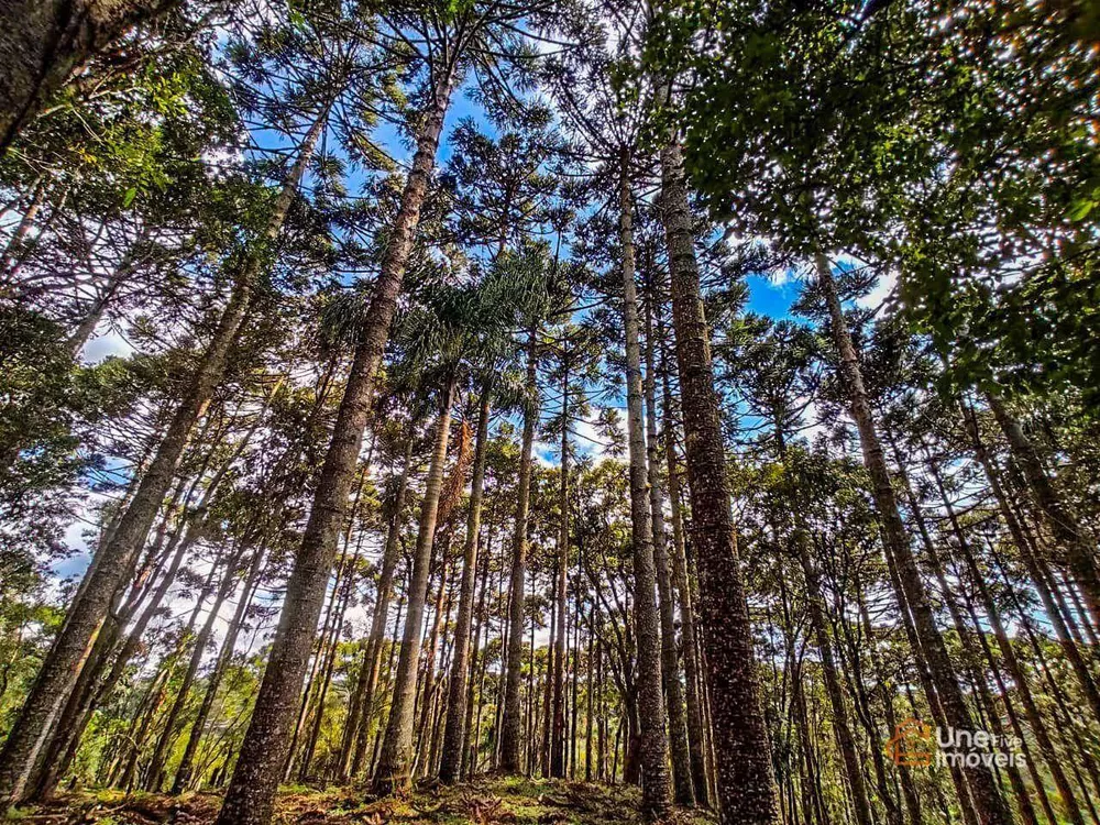 Chácara à venda com 3 quartos, 33425M2 - Foto 1