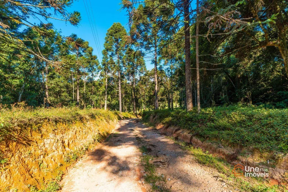 Terreno, 109 hectares - Foto 4