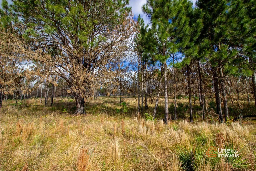 Terreno, 73 hectares - Foto 11