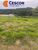Terreno, 490 m² - Foto 8