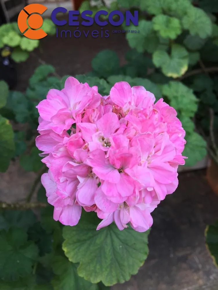 Chácara, 5 quartos, 5000 m² - Foto 23