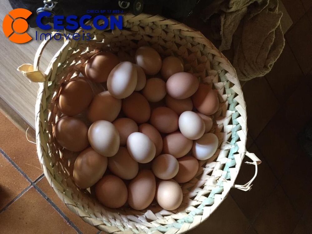 Chácara, 2 quartos, 3 hectares - Foto 4