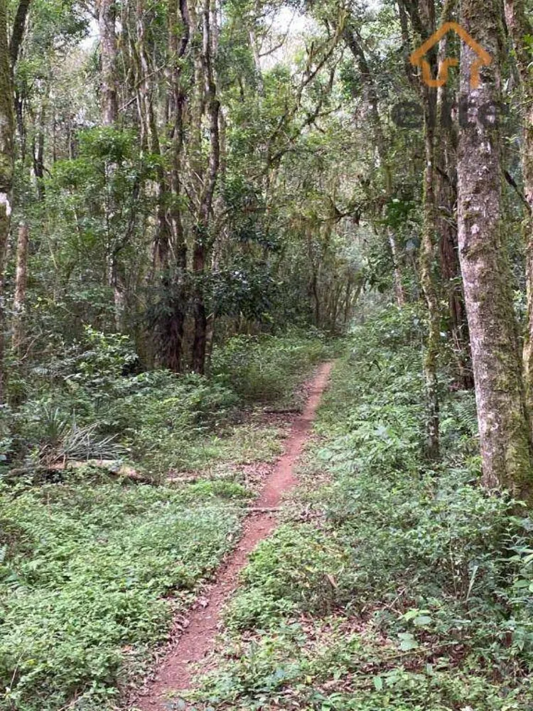 Fazenda, 95 hectares - Foto 4