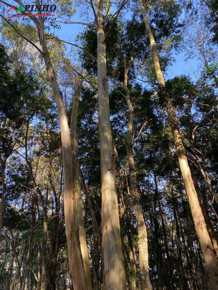 Terreno, 5199 m² - Foto 4