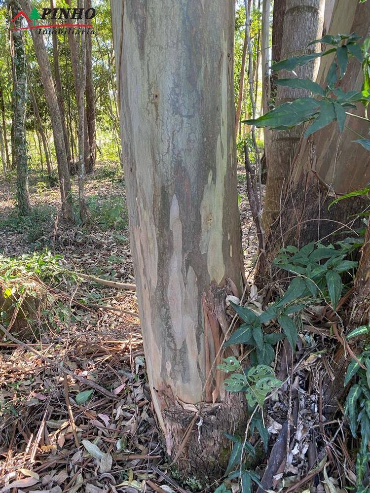 Terreno, 5199 m² - Foto 3